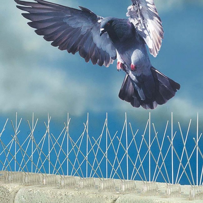 Balancing Wildlife Conservation and Urban Development with Bird Spikes