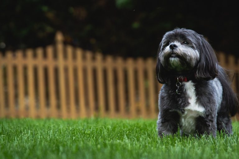 What Is the Ideal Backyard for Dogs
