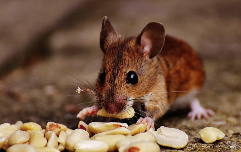 Eco-Friendly Pest Control: Natural Mice Repellent Methods