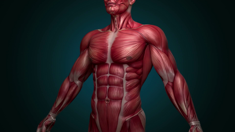 Beyond Brawn: Unlocking the Potential of Your Muscular System